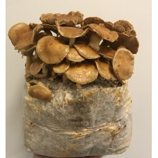 Mushroom Kit - Nameko (Pholiota microspora) - Easy to fruit - FREE Shipping